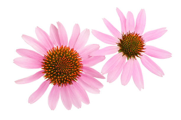 istock Coneflower or Echinacea purpurea isolated on white background, Top view. Flat lay. 1175285874