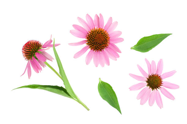 istock Coneflower or Echinacea purpurea isolated on white background, Top view. Flat lay. 1175285882