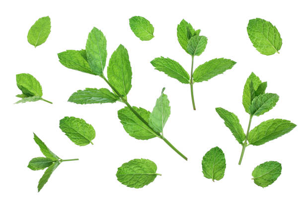 istock fresh green mint leaves isolated on white background, top view. Flat lay 1175285898