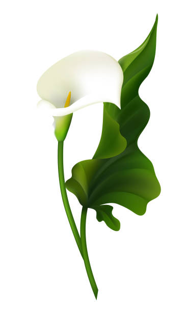 ilustraciones, imágenes clip art, dibujos animados e iconos de stock de flor. calla. hojas verdes. blanco. ilustración vectorial. - alcatraz flor