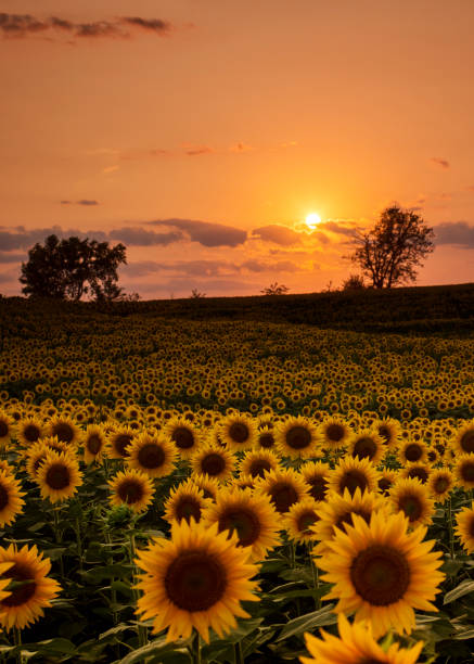 Sunflower Field Sunset Sunset in a Sunflower field in Kansas. lawrence kansas stock pictures, royalty-free photos & images