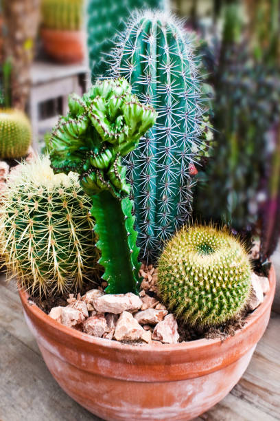 istock Cactaceous in a flower pot close up 1175287539