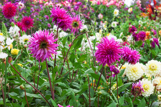 istock Autumn bed in a park 1175287925