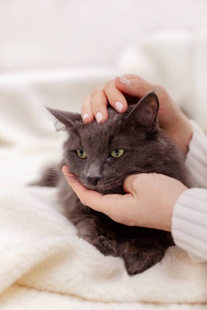 istock Female hand playing with a beautiful gray fluffy cat. 1175288276