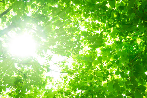 istock Sunlight through the fresh green leaves 1175288411