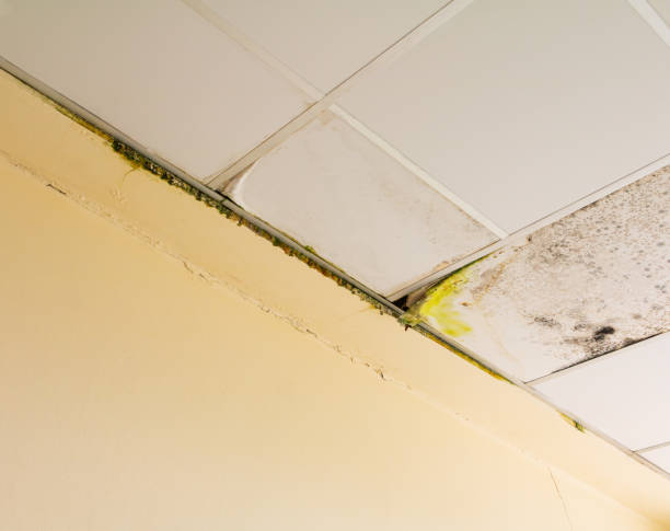 fungo no teto de gesso edifício interior danificado a partir de vazamento de água - plasterboard ceiling plaster molding - fotografias e filmes do acervo