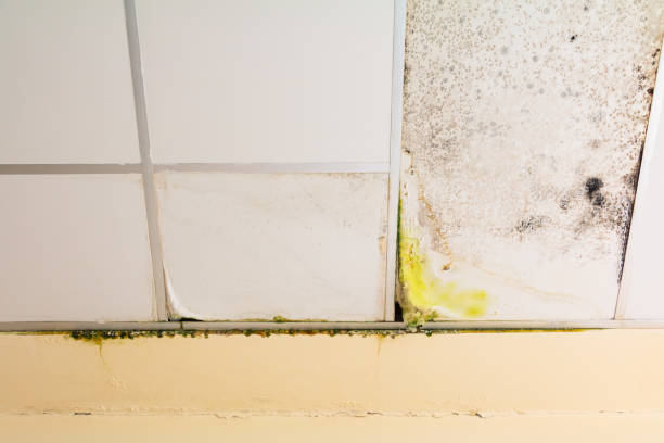 istock fungus in gypsum ceiling interior building damaged from water leaking 1175289157