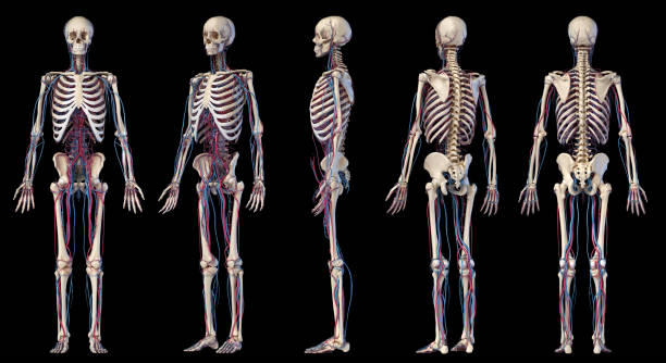 istock Human body anatomy. Skeleton with veins and arteries. Five angles views. 1175289380