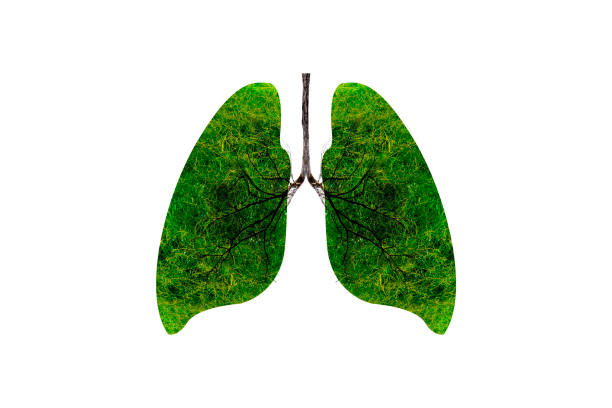istock Lung green tree-shaped images, medical concepts, autopsy, 3D display and animals as an element 1175289564