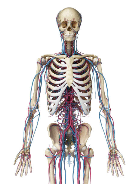 human body anatomy. skeleton with veins and arteries. front view. - lumbar vertebra imagens e fotografias de stock