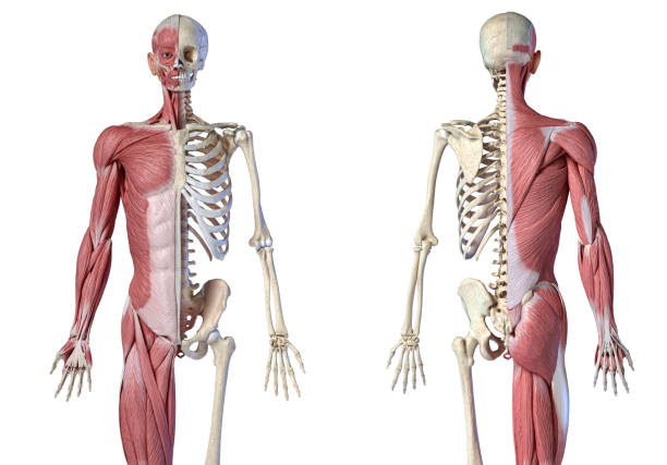 人間の男性の解剖学、3/4図の筋肉および骨格システム、前部および後部の眺め。 - external oblique ストックフォトと画像