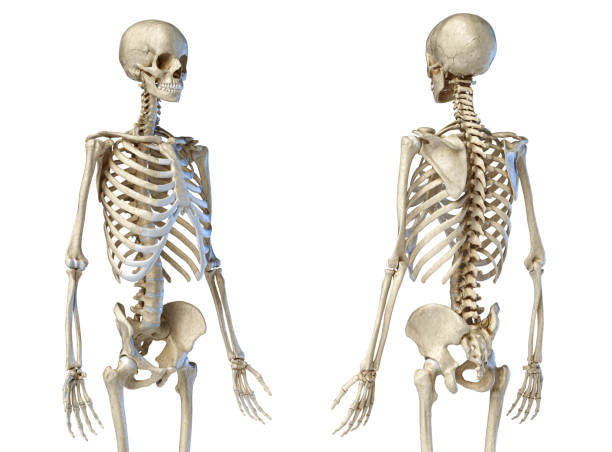 istock Human male skeleton 3/4 figure. Front and back perspective views 1175289879