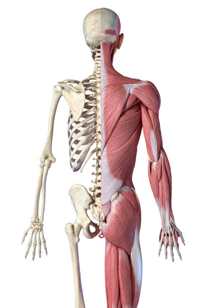 人間の男性の解剖学、3/4図筋肉および骨格系、後部視野。 - external oblique ストックフォトと画像
