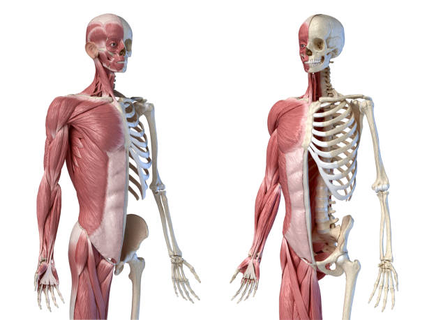 istock Human male anatomy, 3/4 figure muscular and skeletal systems, perspactive two frontal perspective views. 1175289916