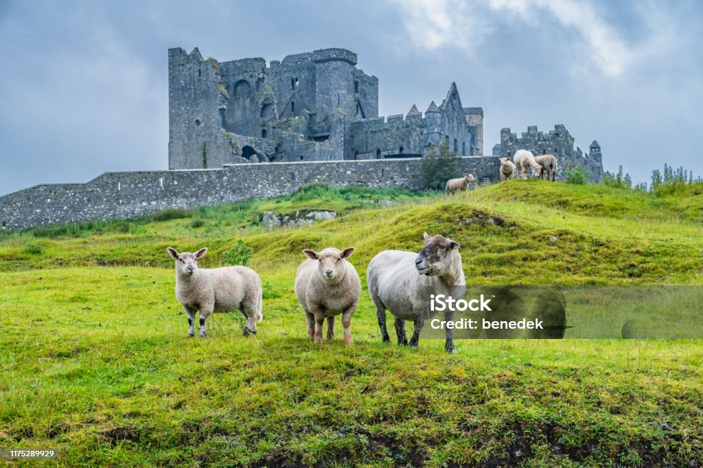 Sheep at Rock of Cashel Ireland Stock photograph of sheep with the ruins of the Cathedral at the Rock of Cashel in the background, in Ireland, on a cloudy day. Ireland Stock Photo