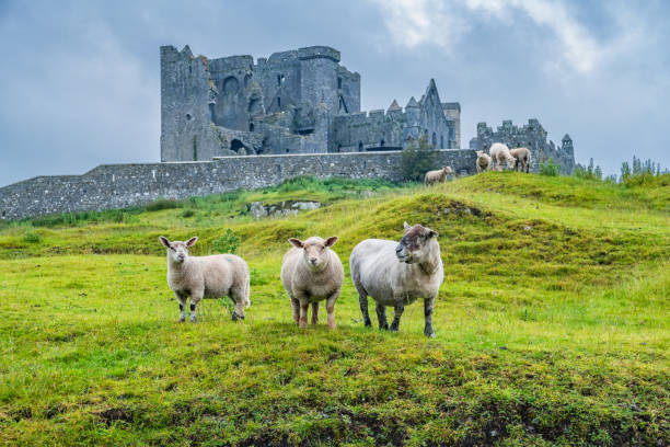 Sheep at Rock of Cashel Ireland Stock photograph of sheep with the ruins of the Cathedral at the Rock of Cashel in the background, in Ireland, on a cloudy day. republic of ireland photos stock pictures, royalty-free photos & images