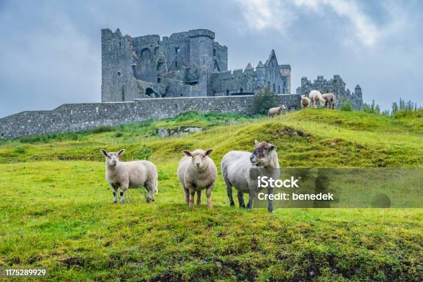 Sheep At Rock Of Cashel Ireland Stock Photo - Download Image Now - Ireland, Sheep, Rock of Cashel