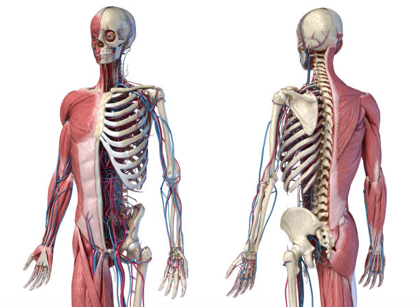 istock Human 3/4 body skeleton with muscles, veins and arteries. Perspective Front and rear views. 1175289932