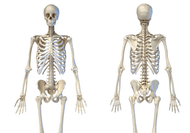 istock Human male skeleton 3/4 figure. Front and back views 1175289958