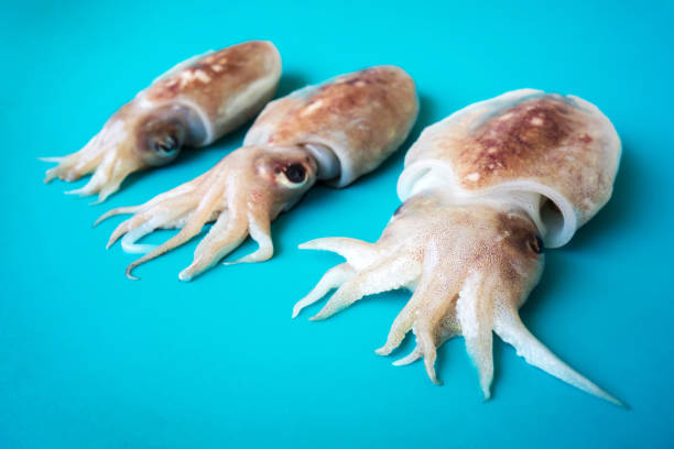 istock Raw chopitos or little cuttlefish on blue background 1175289962