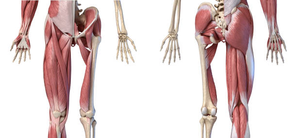 人間の男性の解剖学、手足および股関節の筋肉および骨格システム、前および背部の眺め。 - external oblique ストックフォトと画像