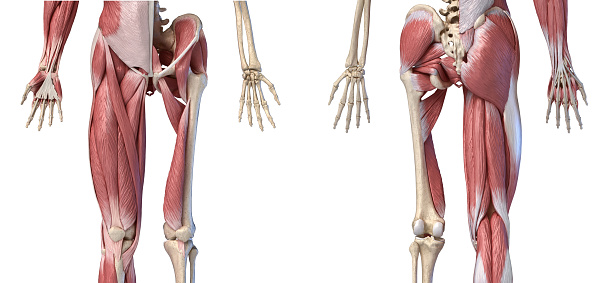 Human male anatomy, limbs and hip muscular and skeletal systems, with internal muscle layers. Front and back views, on white background. 3d anatomy illustration.