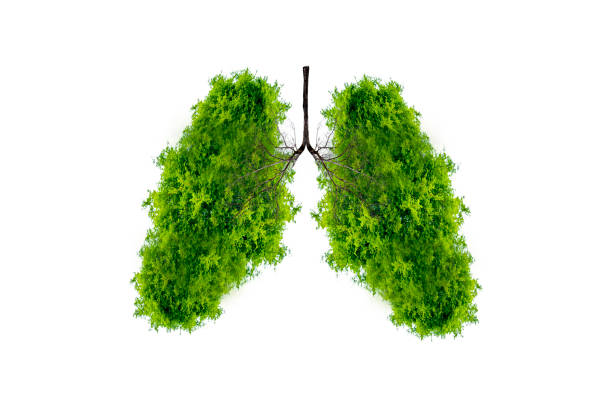 istock Lung green tree-shaped images, medical concepts, autopsy, 3D display and animals as an element 1175290013