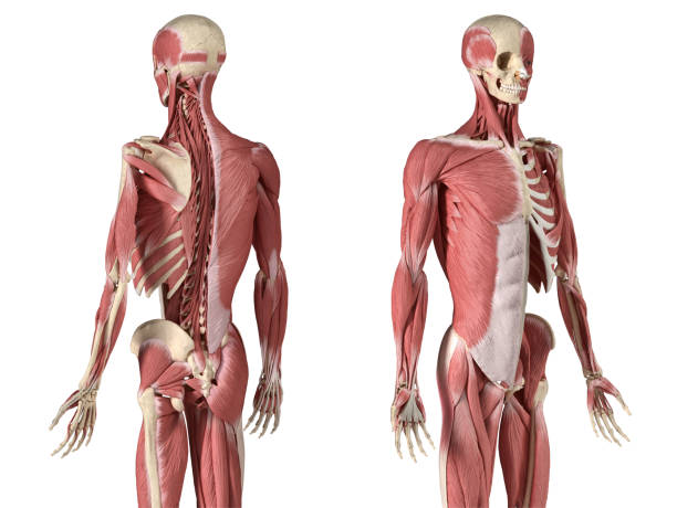 anatomía masculina humana, sistemas musculares y esqueléticos de 3/4 figuras, perspectiva trasera y frontal - músculo oblicuo fotografías e imágenes de stock
