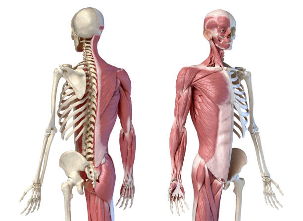 人間の男性の解剖学、3/4図の筋肉および骨格システム、背部および前部視点の眺め。 - external oblique ストックフォトと画像