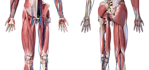 Human Anatomy,  Limbs and hip skeletal, muscular and cardiovascular systems, with sub layers muscles. front anche rear views, on white background. 3d Illustration
