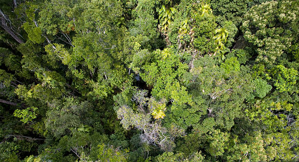 istock Canopy of Daintree Rainforest 117529042