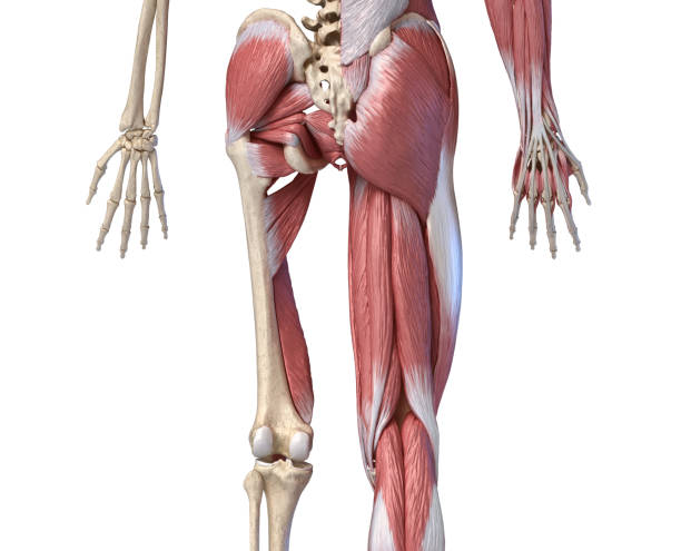 人間の男性の解剖学、手足と股関節の筋肉および骨格系、バックビュー。 - external oblique ストックフォトと画像