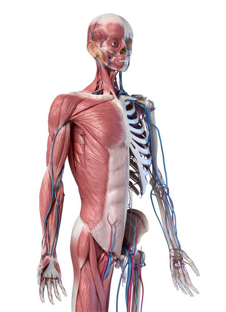human 3/4 body skeleton with muscles, veins and arteries. 3d illustration - lumbar vertebra imagens e fotografias de stock