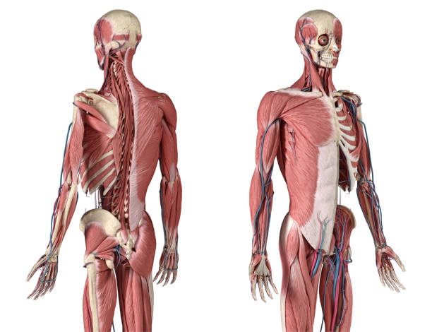 human 3/4 body skeleton with muscles, veins and arteries. perspective front and rear views. - lumbar vertebra imagens e fotografias de stock
