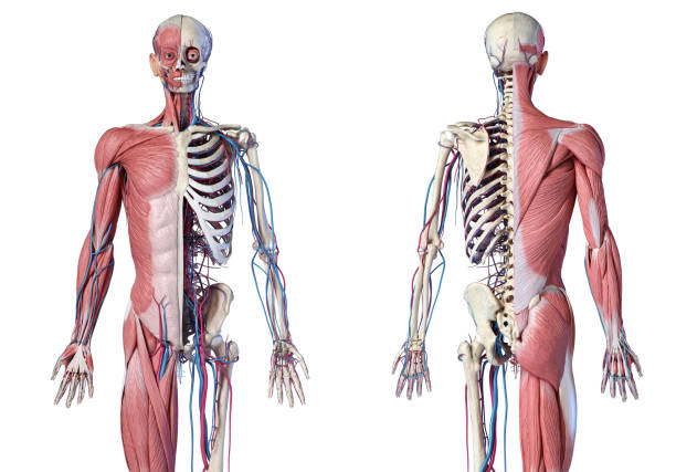 istock Human 3/4 body skeleton with muscles, veins and arteries. Front and rear views. 1175290976