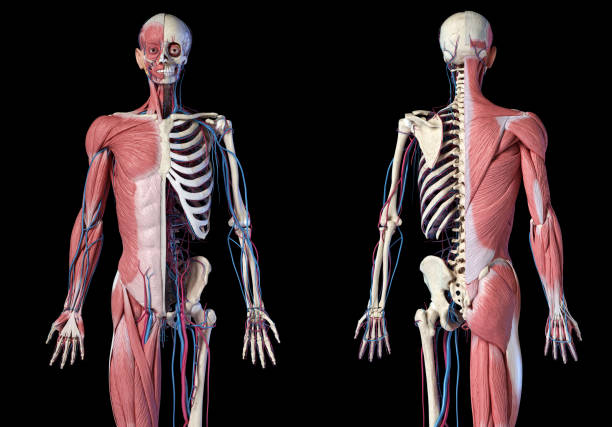 istock Human 3/4 body skeleton with muscles, veins and arteries. Front and rear views. 1175291011