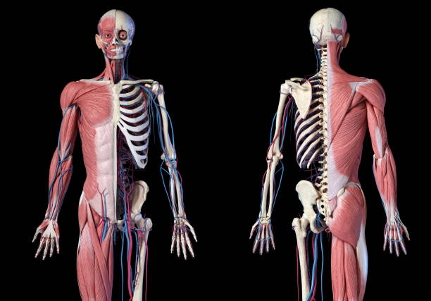 human 3/4 body skeleton with muscles, veins and arteries. front and rear views. - lumbar vertebra imagens e fotografias de stock