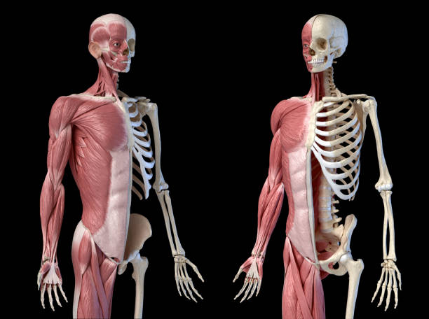 人間の男性の解剖学、3/4図筋肉および骨格系、知覚的な2つの正面視点の見解。 - external oblique ストックフォトと画像
