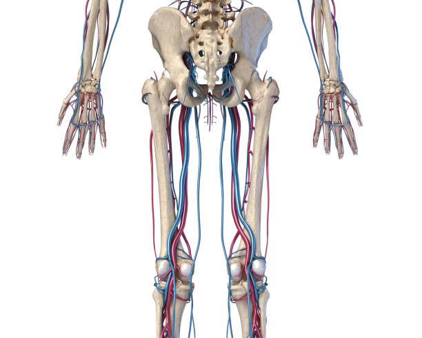 human body anatomy. hip, legs and hands skeleton with veins and arteries. back view. - lumbar vertebra imagens e fotografias de stock