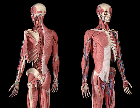Human Anatomy 3/4 body skeletal, muscular and cardiovascular systems, with sub layers muscles. Perspactive Front and back views, on black background. 3d Illustration
