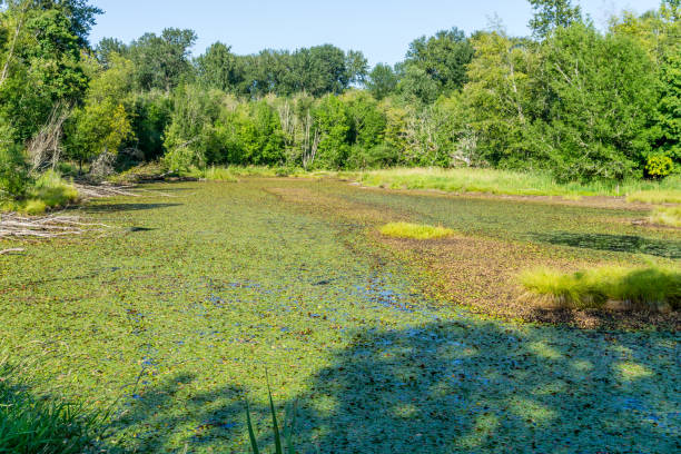 istock Nisqually Wetlands Pond 1175291103