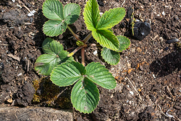 オープングラウンドのガーデンストロベリーブッシュ - strawberry plant bush cultivated ストックフォトと画像