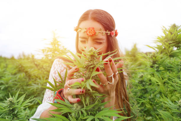 mujer joven en el campo del cannabis - examining medicine healthcare and medicine beauty in nature fotografías e imágenes de stock