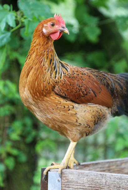 Beautiful backyard chicken perched on wood frame stock photo