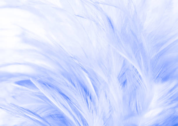 istock Beautiful abstract texture close up color white and blue feathers background and wallpaper 1175293595