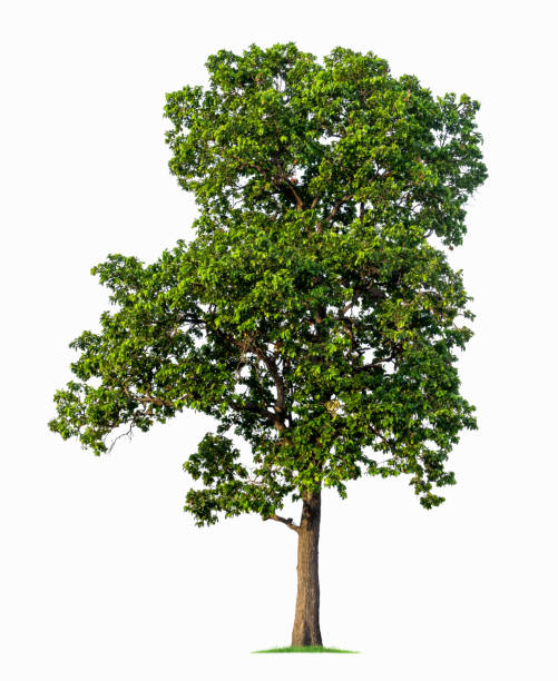 istock Tropical tree isolated on a white background. File contains with clipping path so easy to work. 1175293845