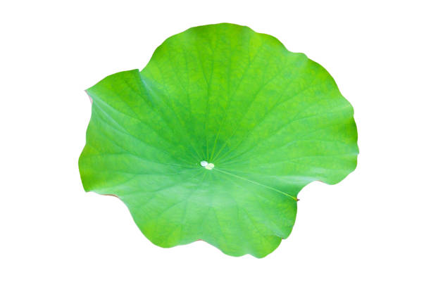 istock Lotus leaf isolate on a white background. File contains with clipping path so easy to work. 1175294013