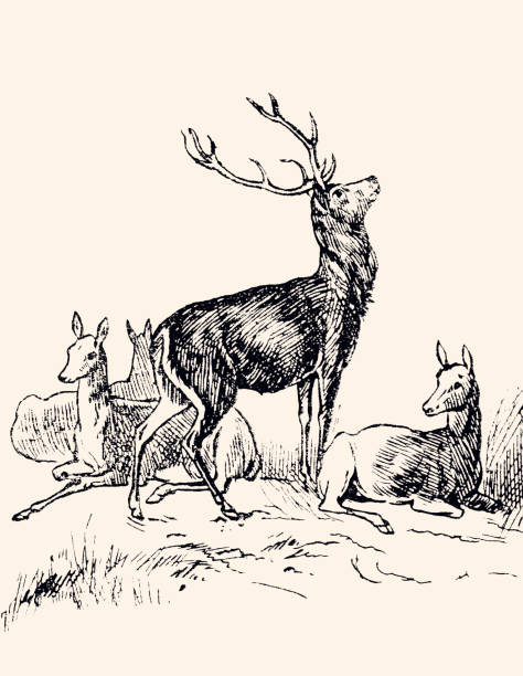 ilustraciones, imágenes clip art, dibujos animados e iconos de stock de familia deer (xxxl) - 1884