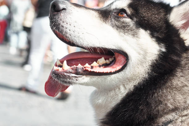 Alaskan Malamute With Open Mouth And Put Out Tongue Portrait Of Alaskan Malamute With Open Mouth And Put Out Tongue malamute stock pictures, royalty-free photos & images