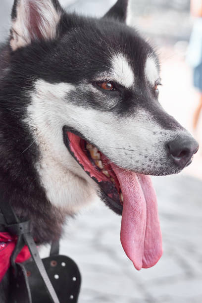 istock Alaskan Malamute With Open Mouth And Put Out Tongue 1175295801